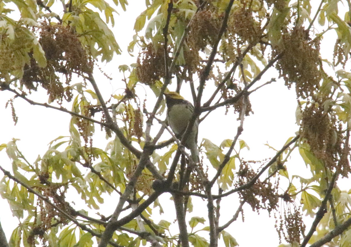 Black-throated Green Warbler - Patrick Millar