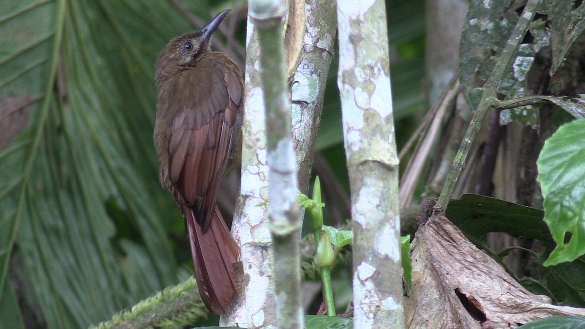 Plain-brown Woodcreeper - Fred Tilly