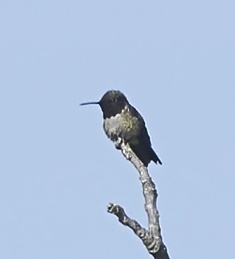 Black-chinned Hummingbird - ML579812491