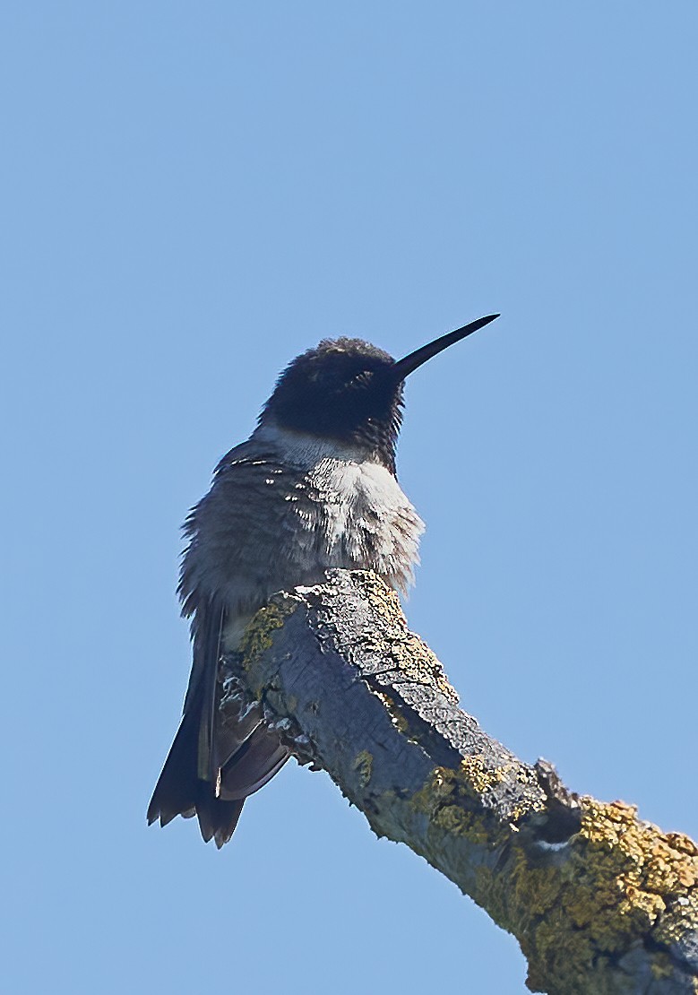 Black-chinned Hummingbird - ML579812501
