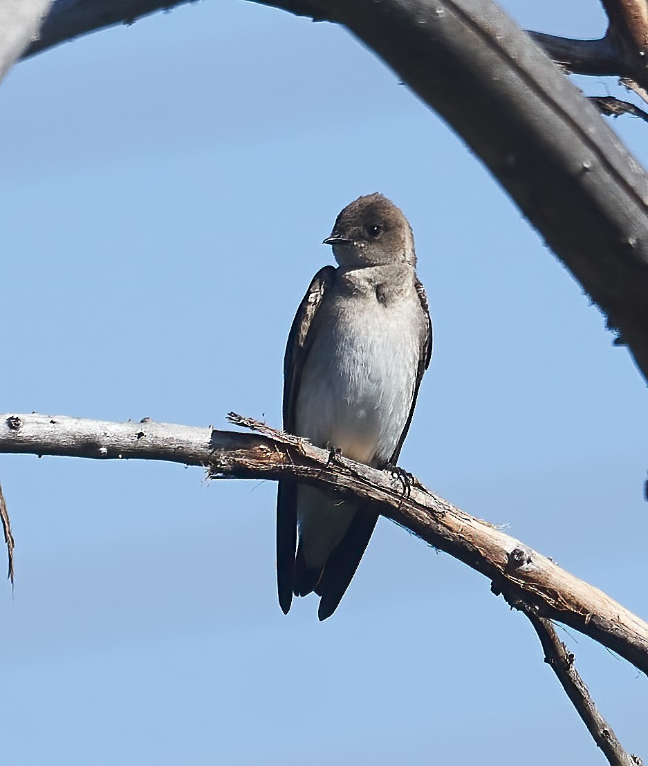Northern Rough-winged Swallow - ML579812561