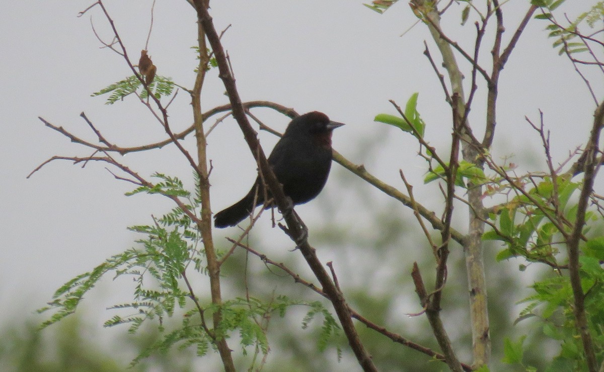 Chestnut-capped Blackbird - ML57981461