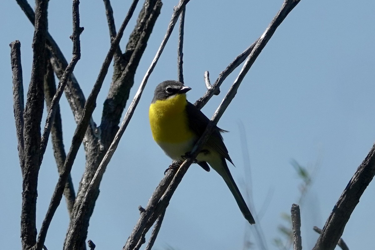 Yellow-breasted Chat - ML579818041