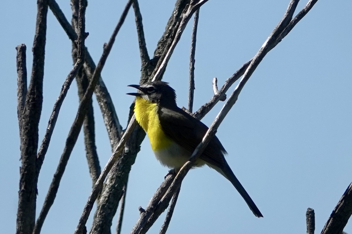 Yellow-breasted Chat - ML579818051