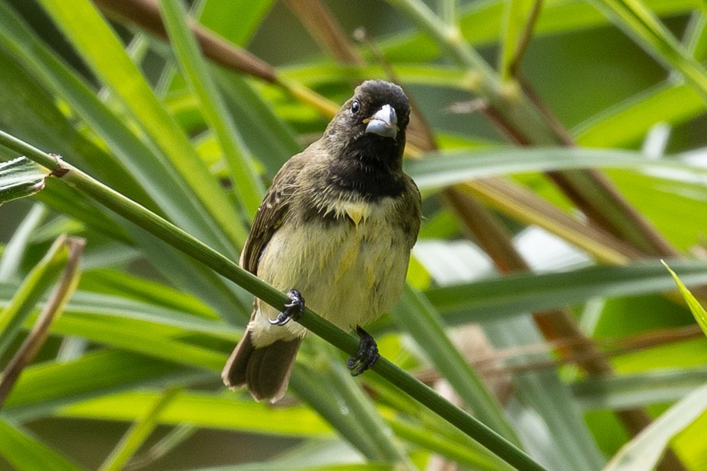 Yellow-bellied Seedeater - ML579820711