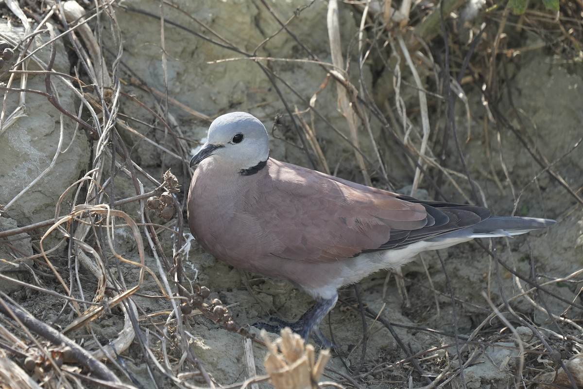 Red Collared-Dove - ML579820841