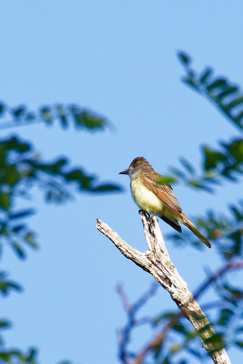 Great Crested Flycatcher - ML579821191