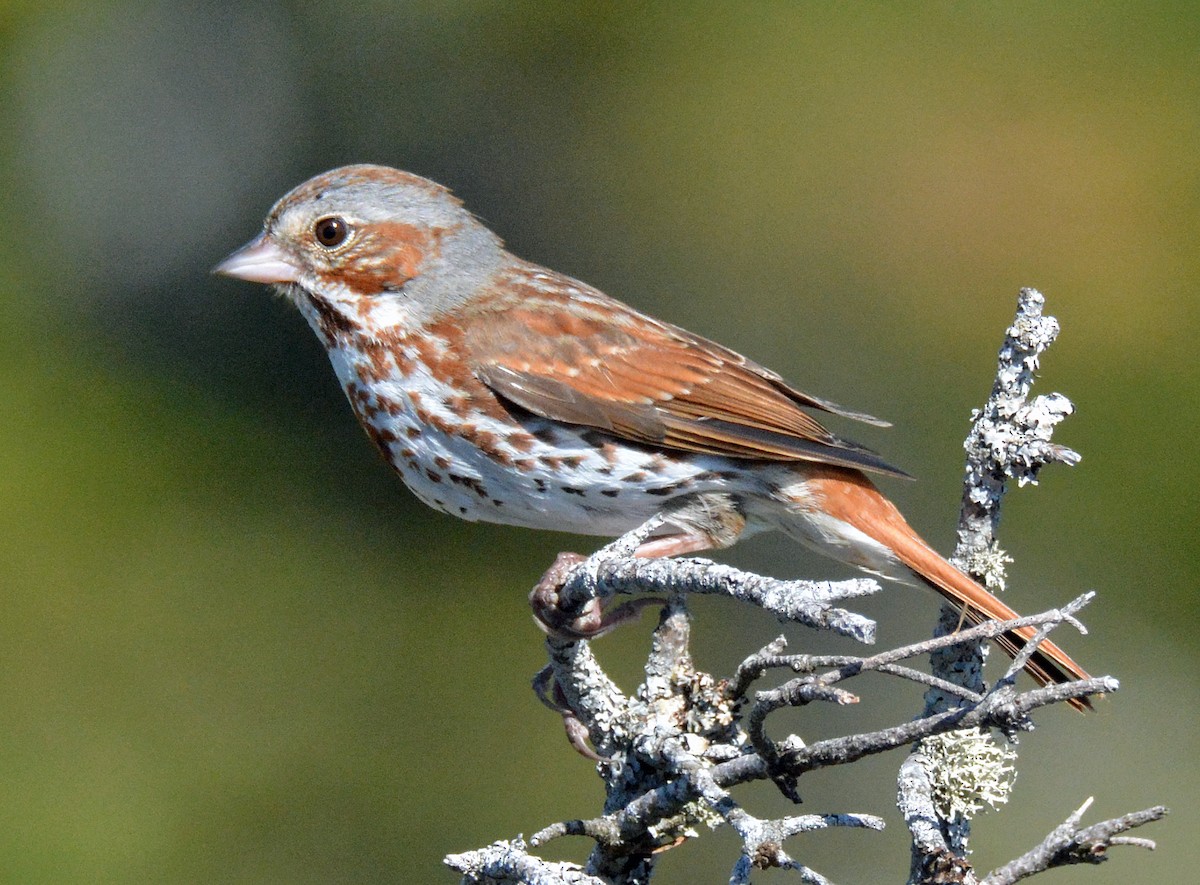 Fox Sparrow (Red) - ML579824491