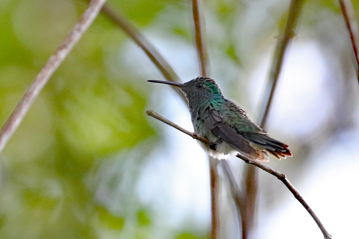 Mangrove Hummingbird - Dave Beeke