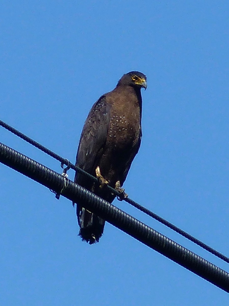 Crested Serpent-Eagle - ML579825021