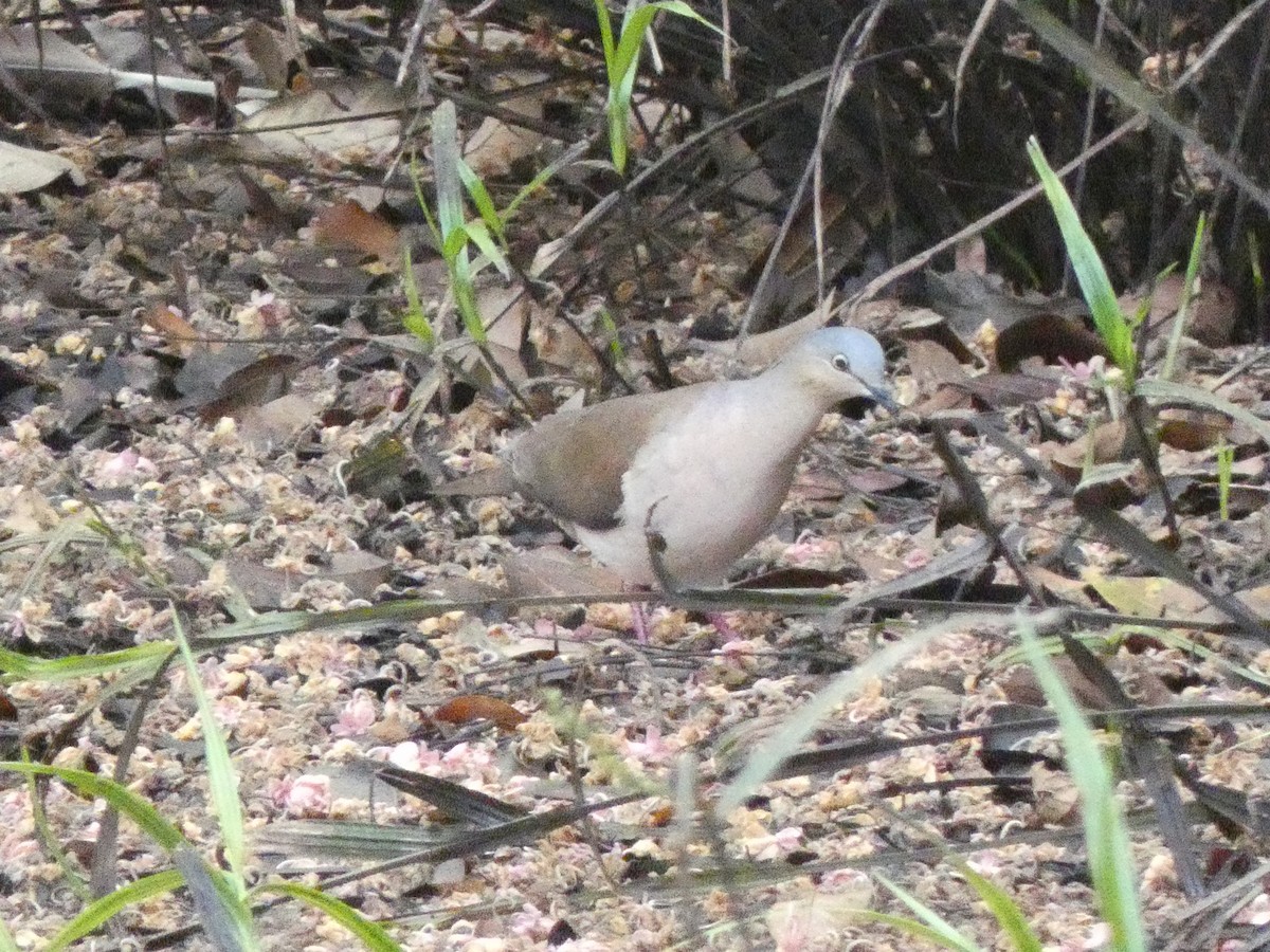 Gray-headed Dove (Gray-headed) - ML579825571