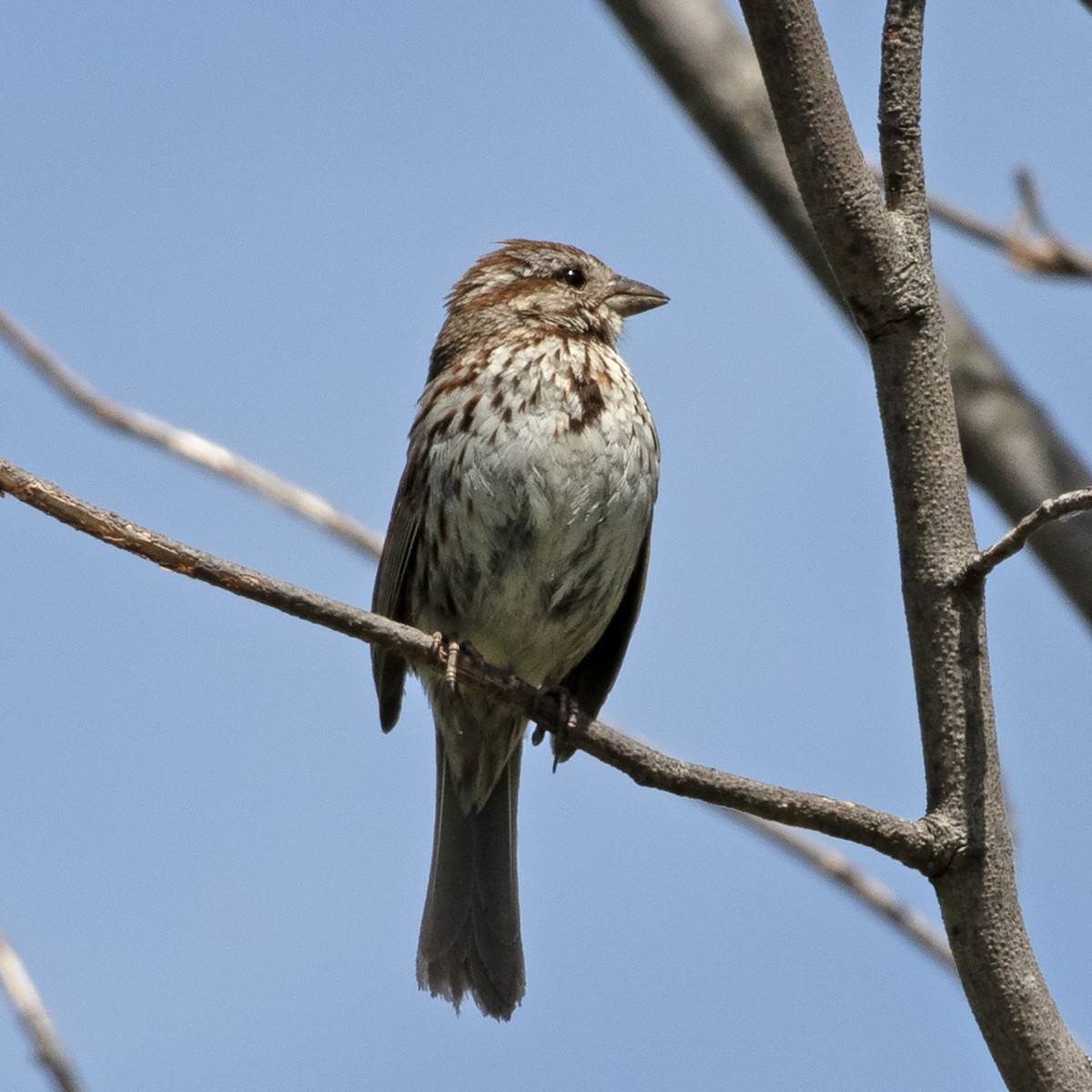 Song Sparrow - Penelope Bauer