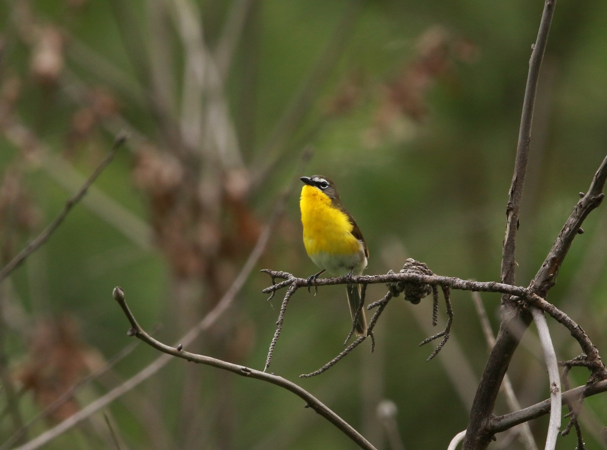 Yellow-breasted Chat - ML579827311