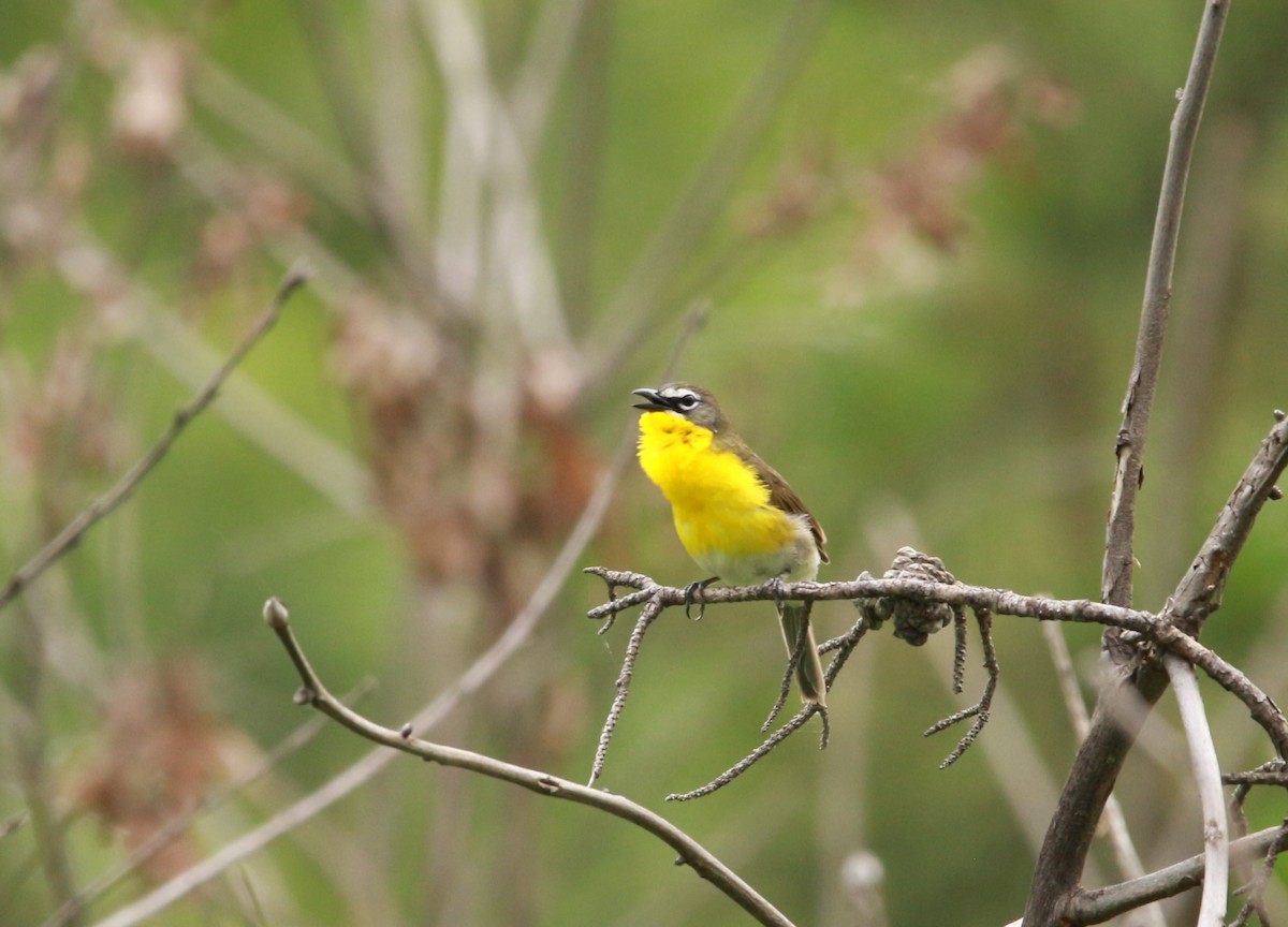 Yellow-breasted Chat - ML579827321