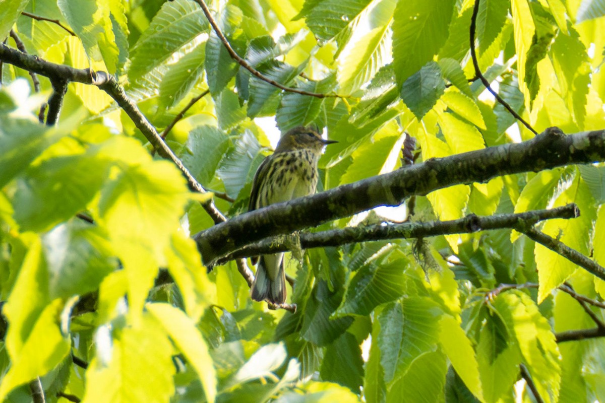 Cape May Warbler - ML579829411