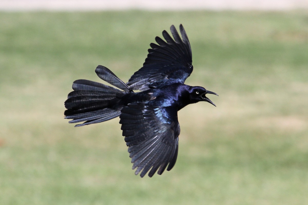 Great-tailed Grackle - ML57982951