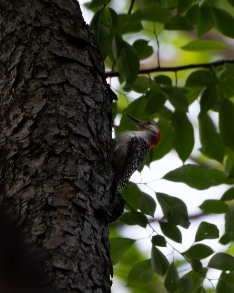 Red-bellied Woodpecker - ML579830051