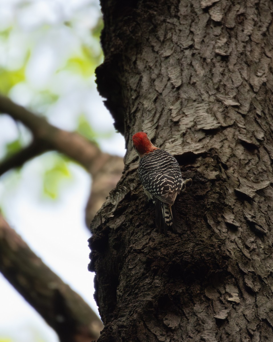 Red-bellied Woodpecker - ML579830061