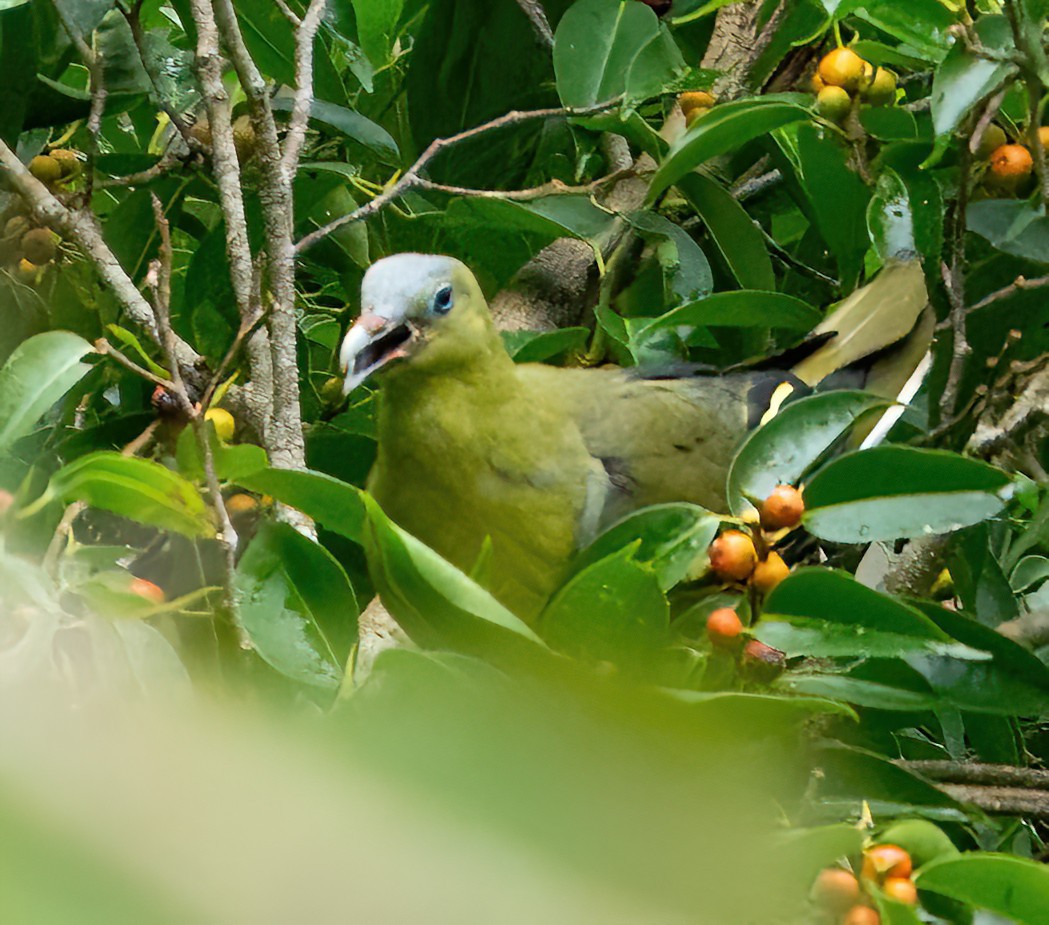Philippine Green-Pigeon - ML579830131