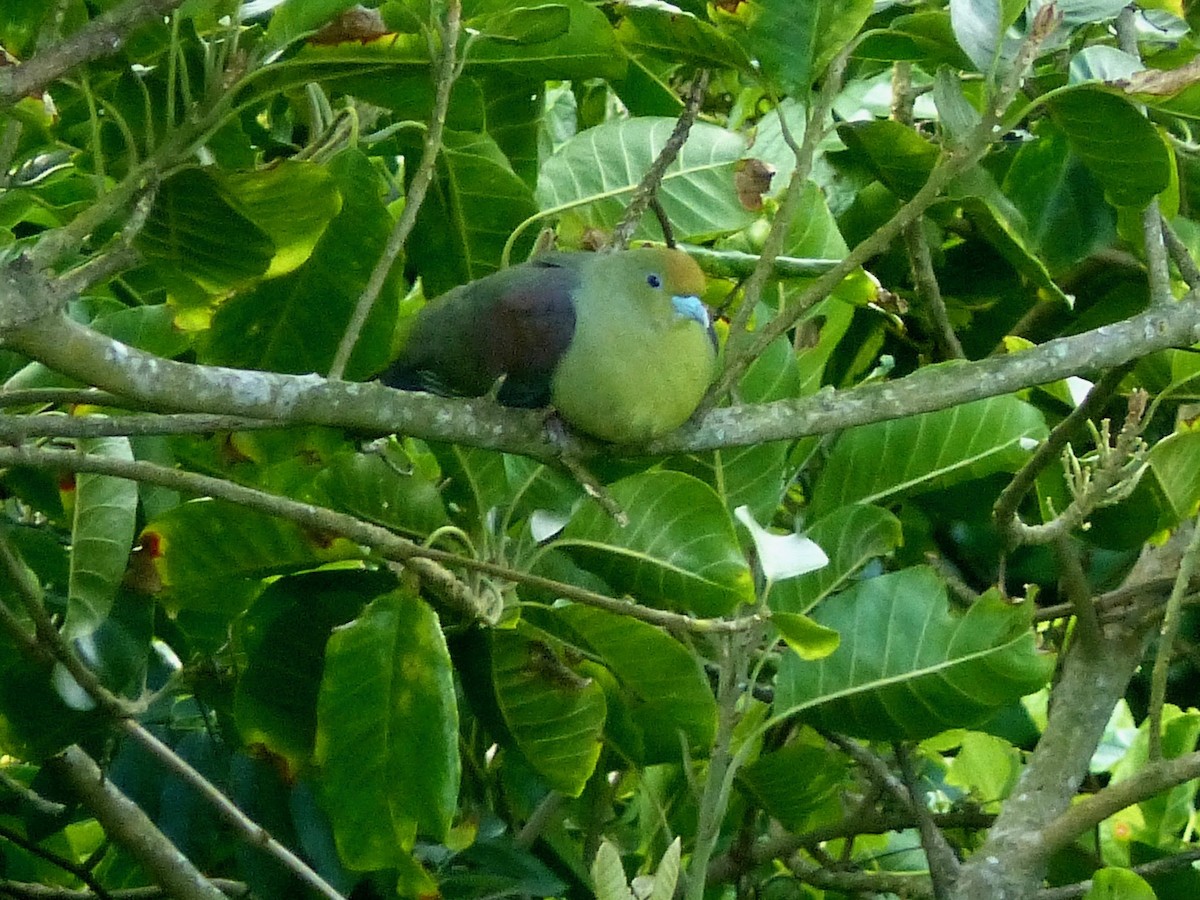 Whistling Green-Pigeon (Taiwan) - ML579833361