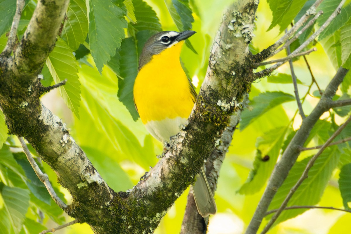 Yellow-breasted Chat - ML579840001