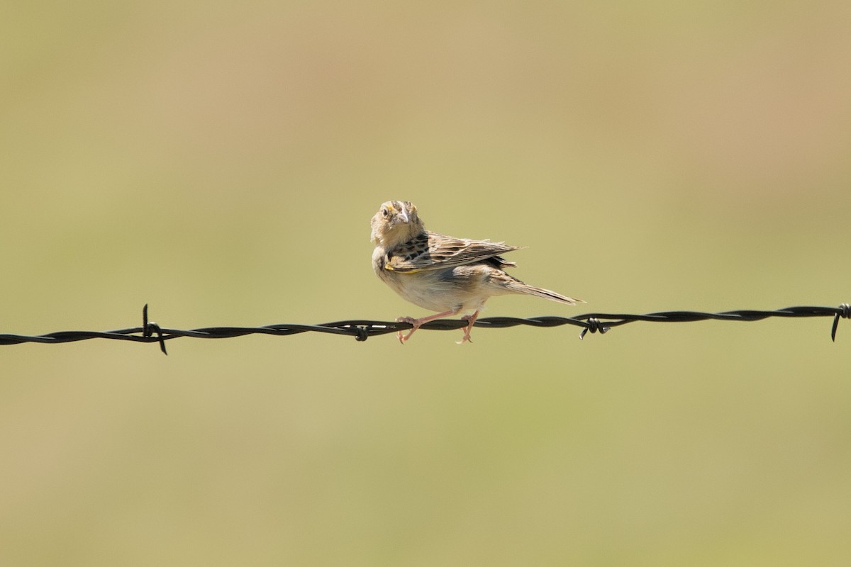Grasshopper Sparrow - ML579843911