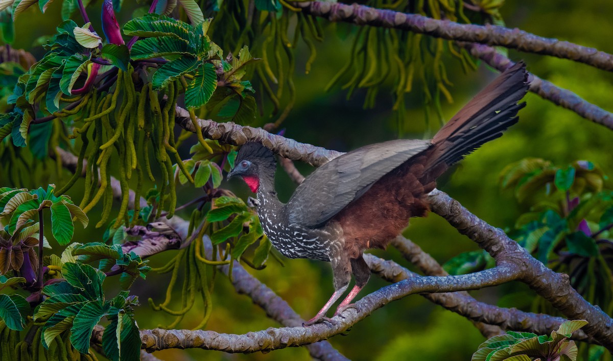 Crested Guan - ML579843961