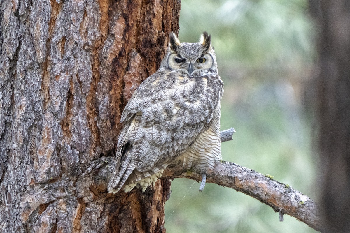 Great Horned Owl - ML579845801