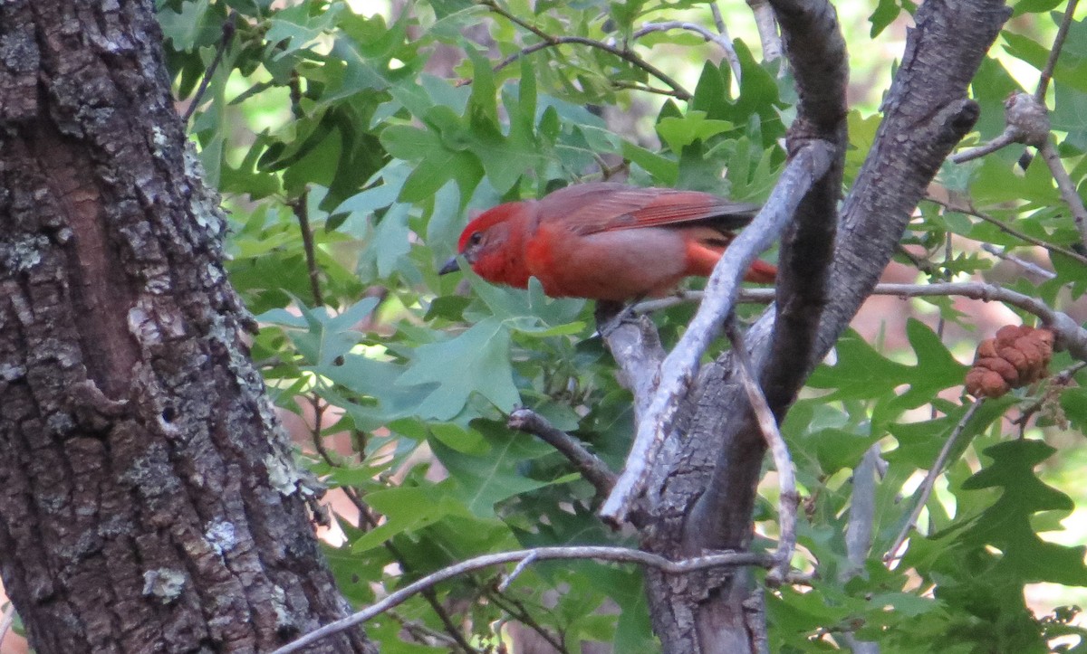 Hepatic Tanager - ML57984661