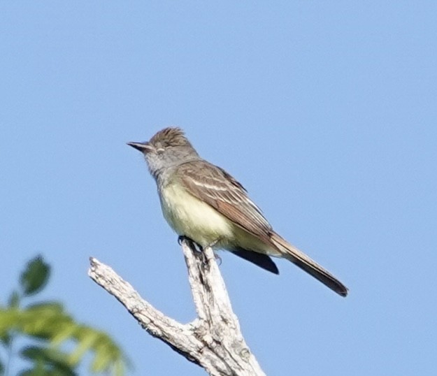 Great Crested Flycatcher - ML579849661