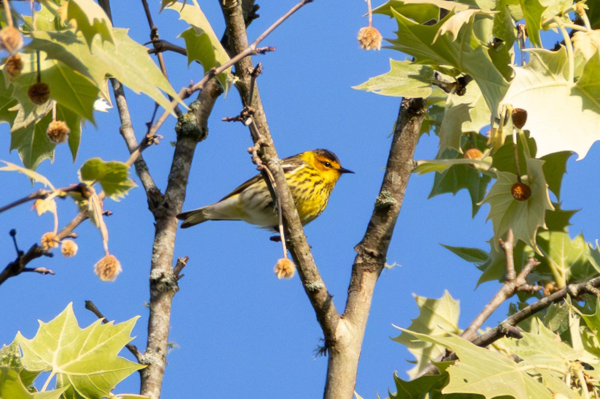 Cape May Warbler - ML579850091