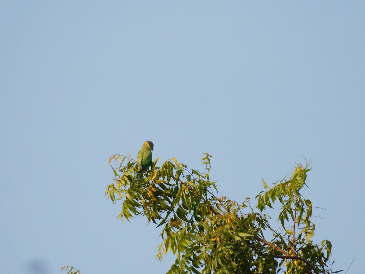 Plum-headed Parakeet - ML579850271