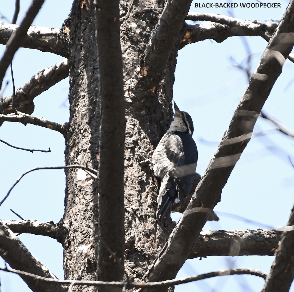 Black-backed Woodpecker - ML579852011