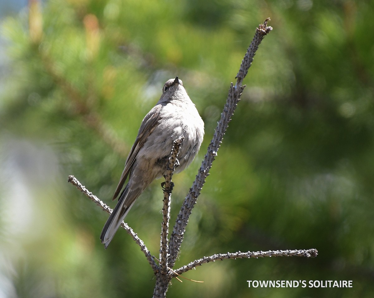 Townsend's Solitaire - ML579852581