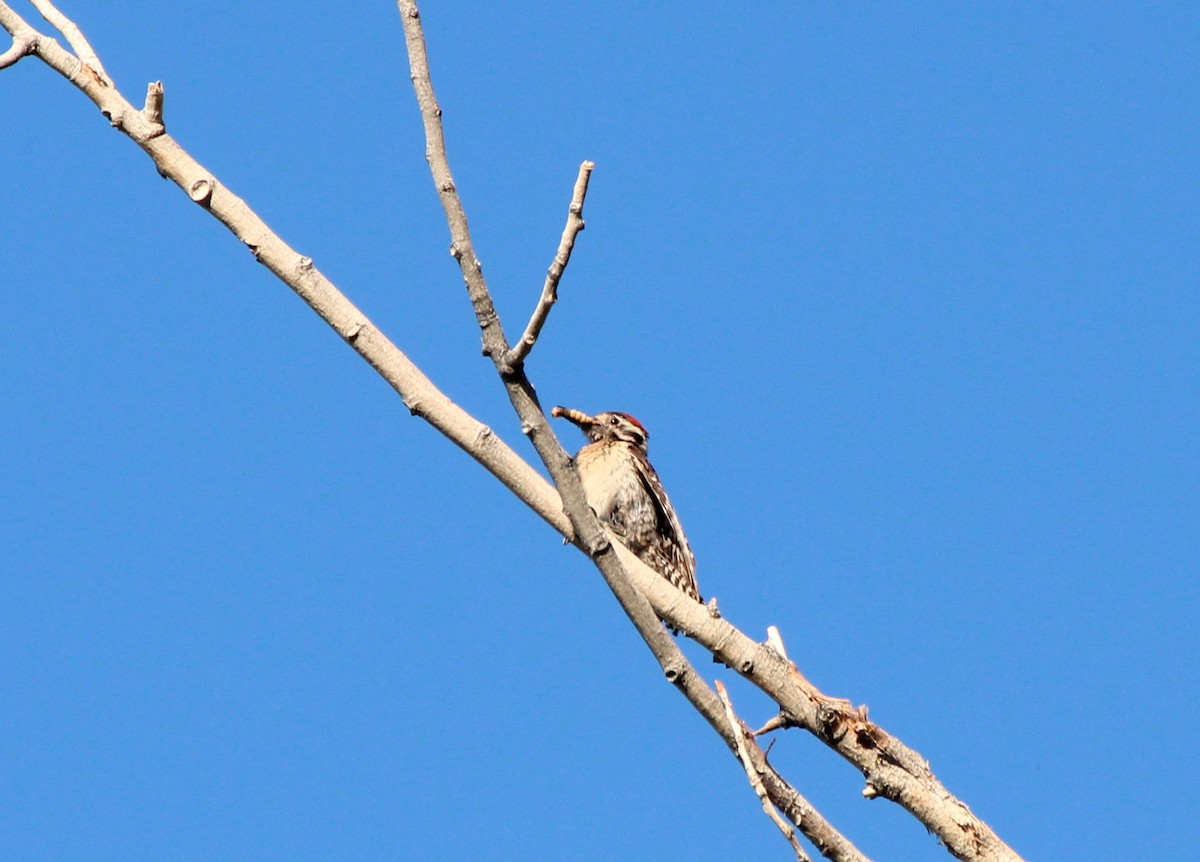 Ladder-backed Woodpecker - ML579852811
