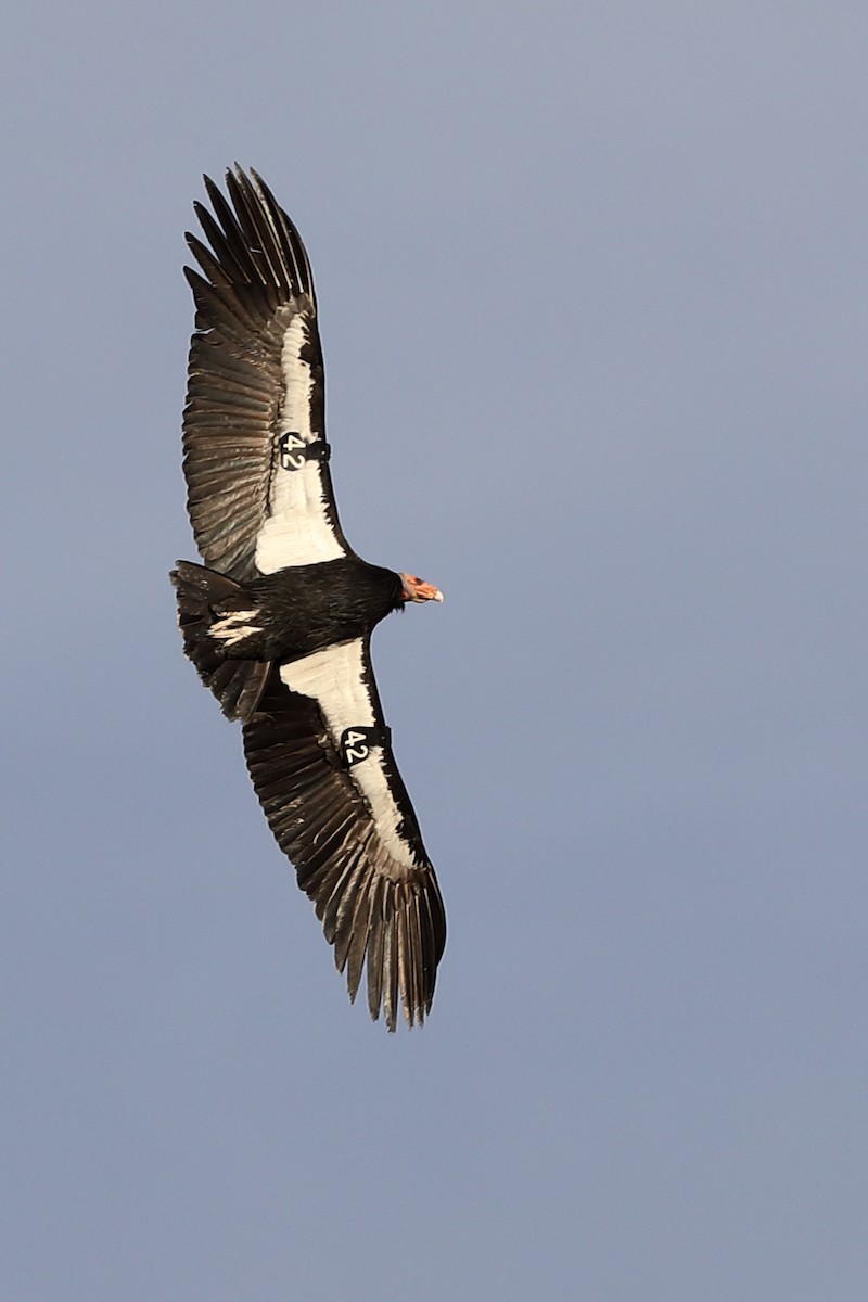 California Condor - ML579852821