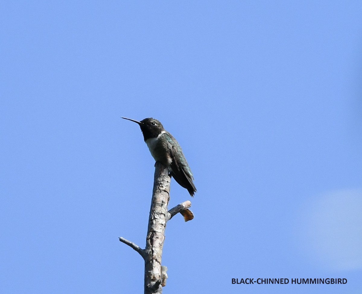 Black-chinned Hummingbird - Wayne Diakow