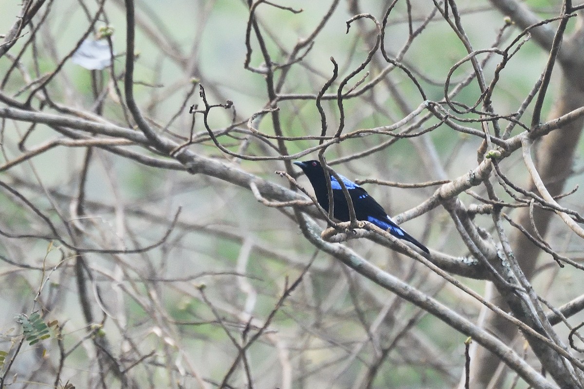 Asian Fairy-bluebird - ML579855911