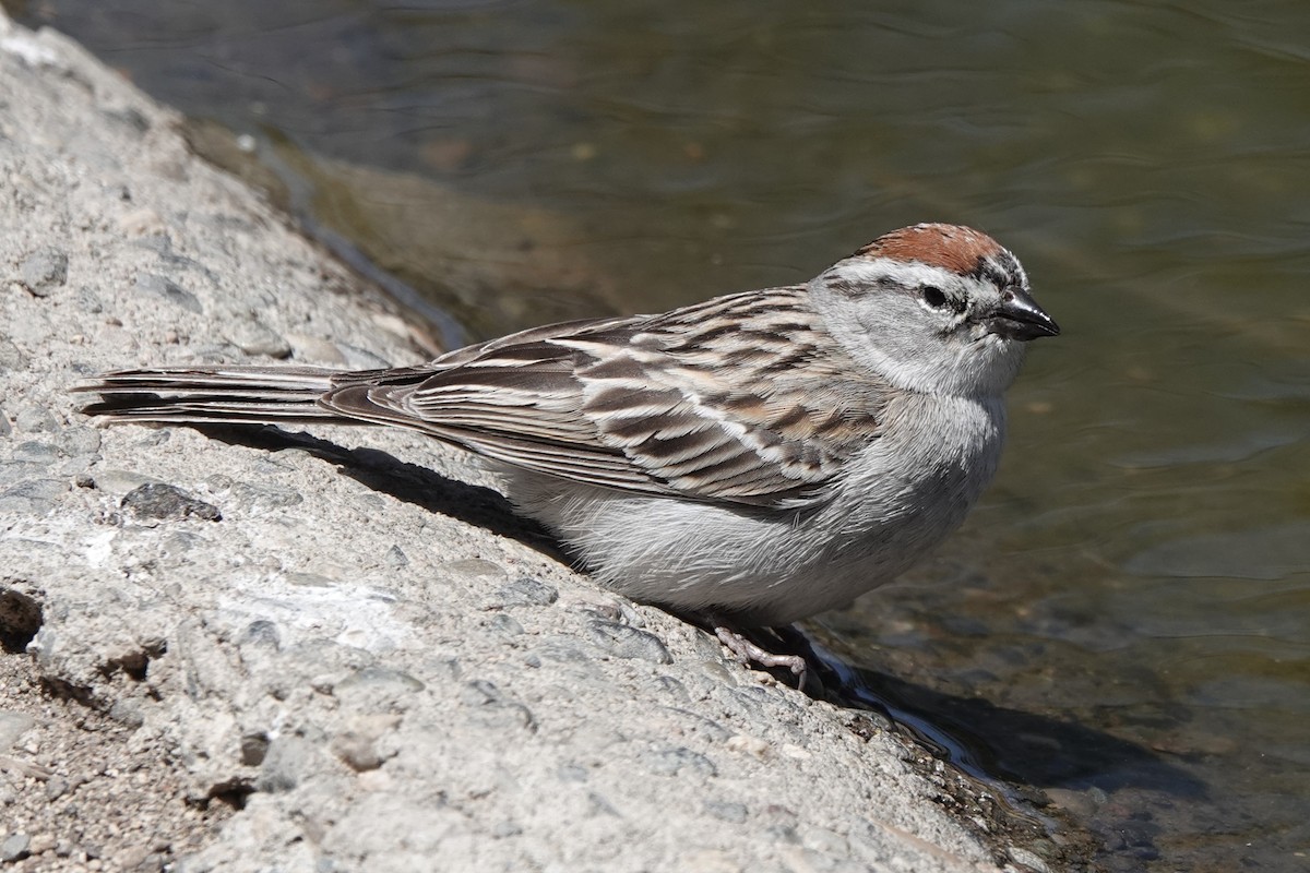 Chipping Sparrow - ML579861971
