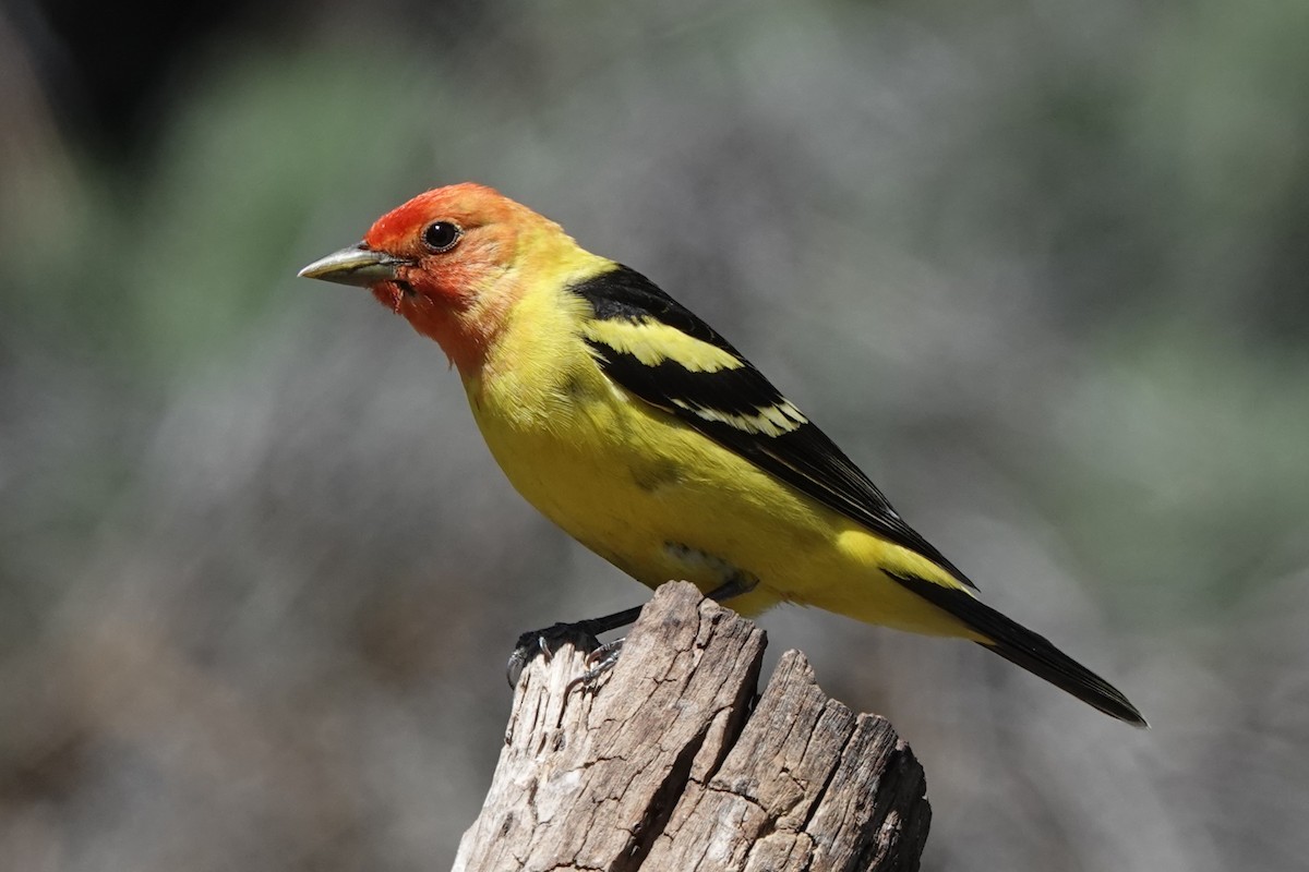Western Tanager - ML579862031