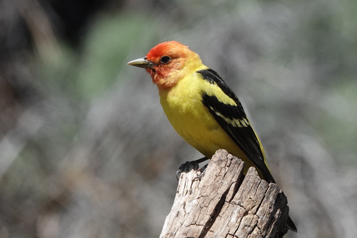 Western Tanager - ML579862051