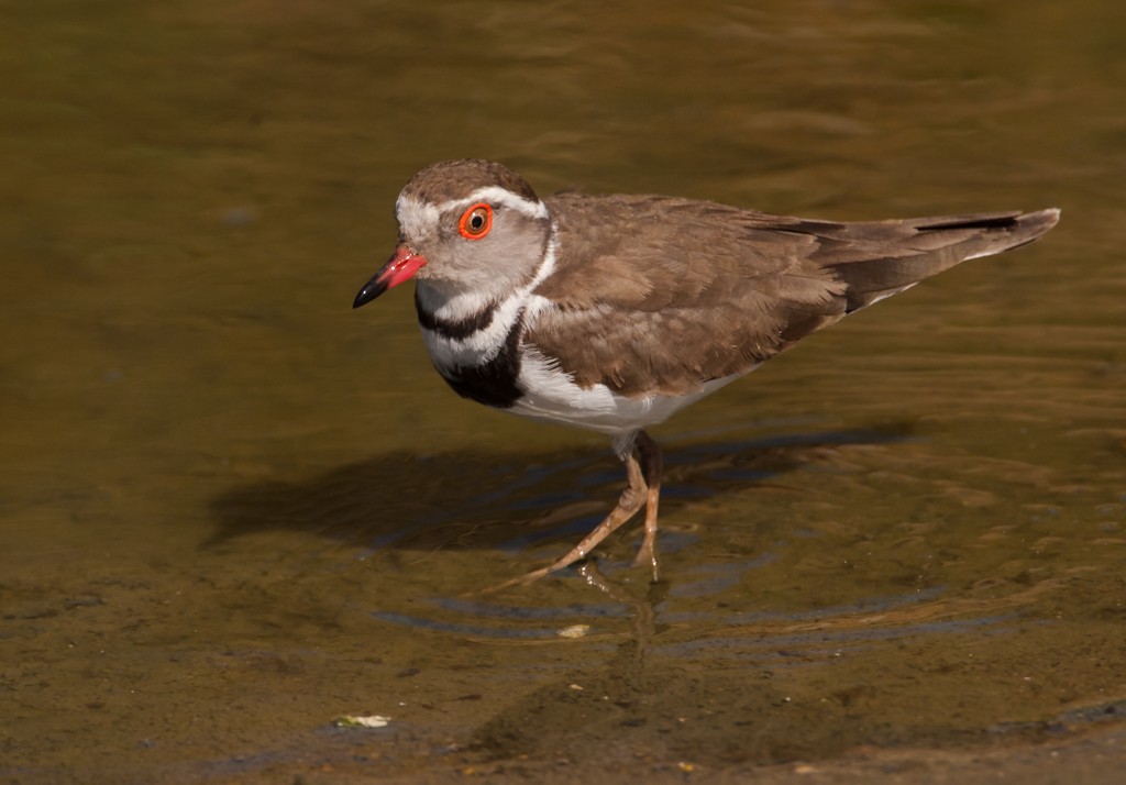 Three-banded Plover - ML57986661