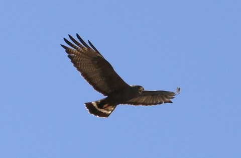 Zone-tailed Hawk - Kay Hawklee