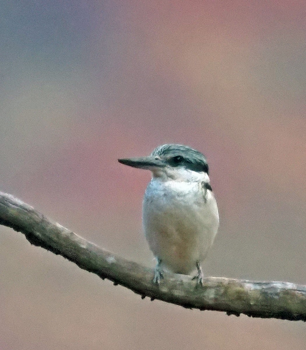 Red-backed Kingfisher - ML579868391