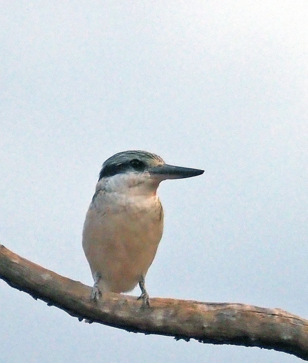 Red-backed Kingfisher - ML579868521
