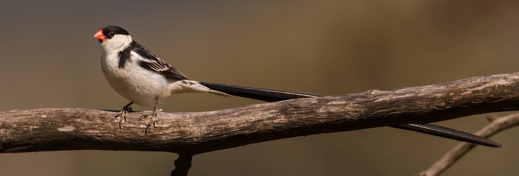 Pin-tailed Whydah - Chris Fagyal