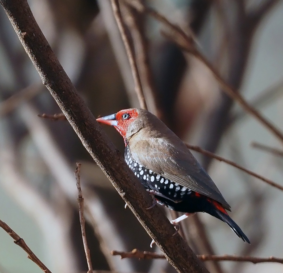 Painted Firetail - ML579870601
