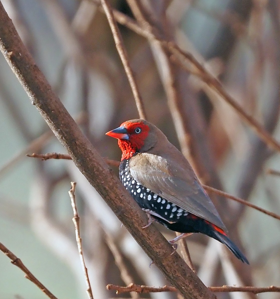 Painted Firetail - ML579870701