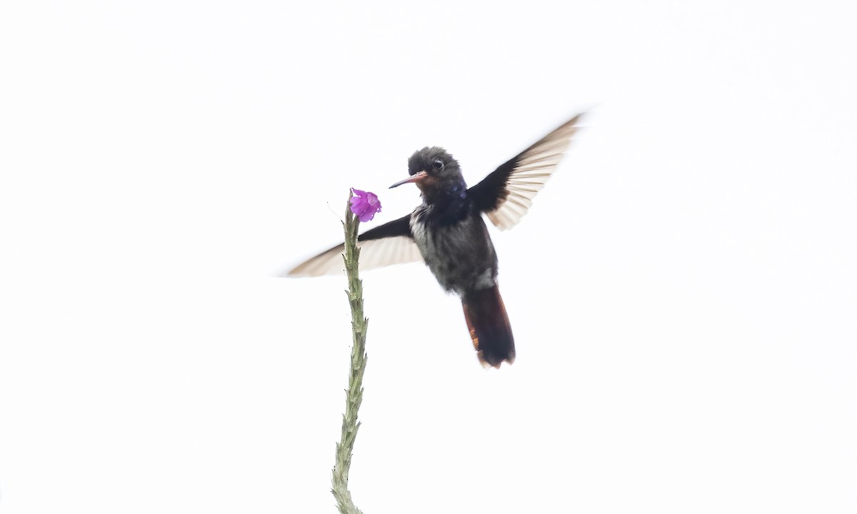 kolibřík savanový - ML579871471