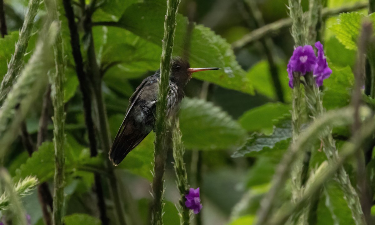 kolibřík savanový - ML579871551